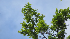 Couratari guianensis