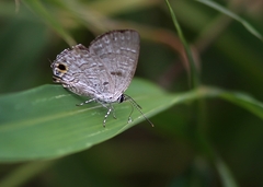 Sinthusa chandrana