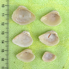 Anomalocardia cuneimeris