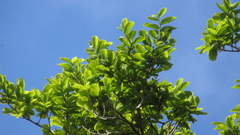 Couratari guianensis