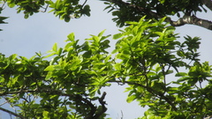 Couratari guianensis