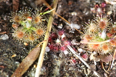 Drosera australis