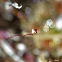 Drosera australis