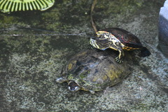 Trachemys venusta