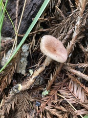 Gomphidius subroseus