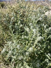 Cryptantha barbigera barbigera