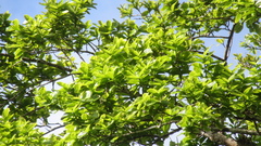 Couratari guianensis