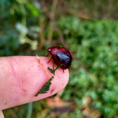 Dicranosterna immaculata