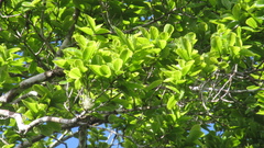 Couratari guianensis