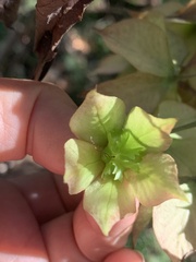 Trichodesma calycosum
