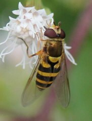 Syrphus rectus