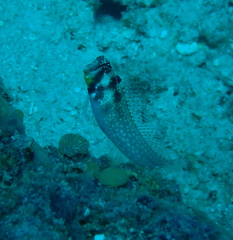 Crossosalarias macrospilus