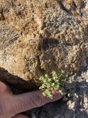 Eremocarya micrantha