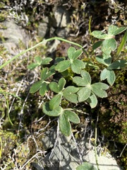 Delphinium nudicaule