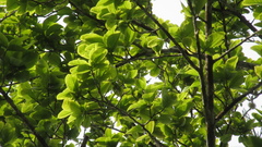 Couratari guianensis