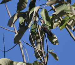 Anthracothorax prevostii