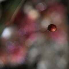 Drosera australis