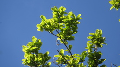 Couratari guianensis