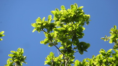 Couratari guianensis