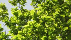 Couratari guianensis