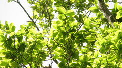 Couratari guianensis