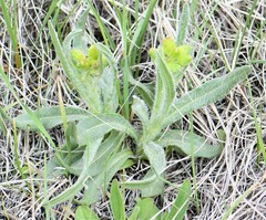 Senecio integerrimus
