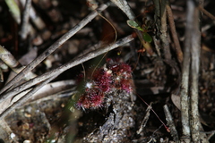Drosera australis