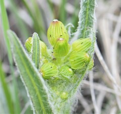 Senecio integerrimus