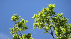 Couratari guianensis