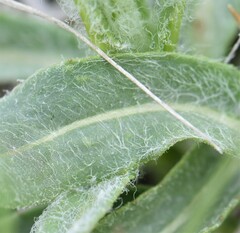 Senecio integerrimus