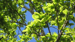 Couratari guianensis