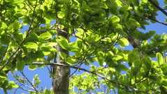 Couratari guianensis