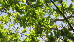 Couratari guianensis