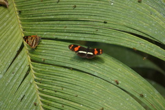 Heliconius telesiphe