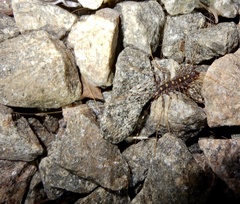 Thereuopoda clunifera