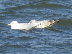 Larus glaucoides kumlieni