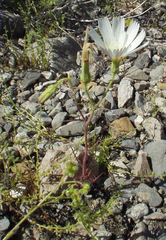 Calycoseris wrightii