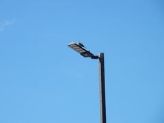 Streptopelia decaocto