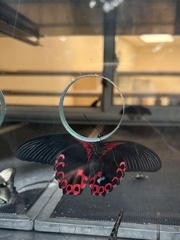 Papilio rumanzovia