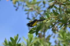 Icterus prosthemelas