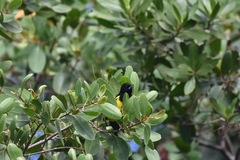 Icterus prosthemelas