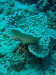 Duncanopsammia peltata