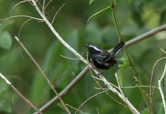 Formicivora melanogaster