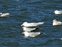 Larus glaucoides kumlieni