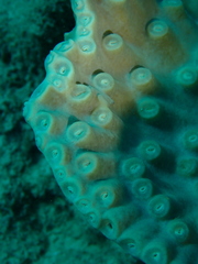 Duncanopsammia peltata