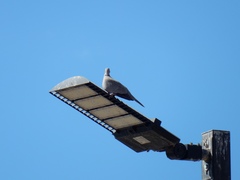 Streptopelia decaocto