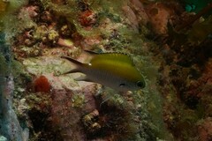 Chromis fumea