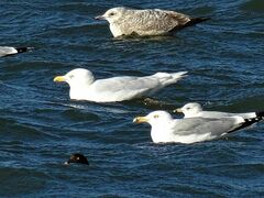 Larus glaucoides kumlieni