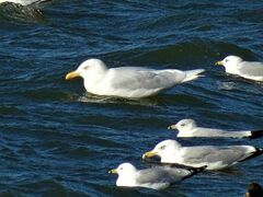Larus glaucoides kumlieni