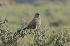 Toxostoma crissale